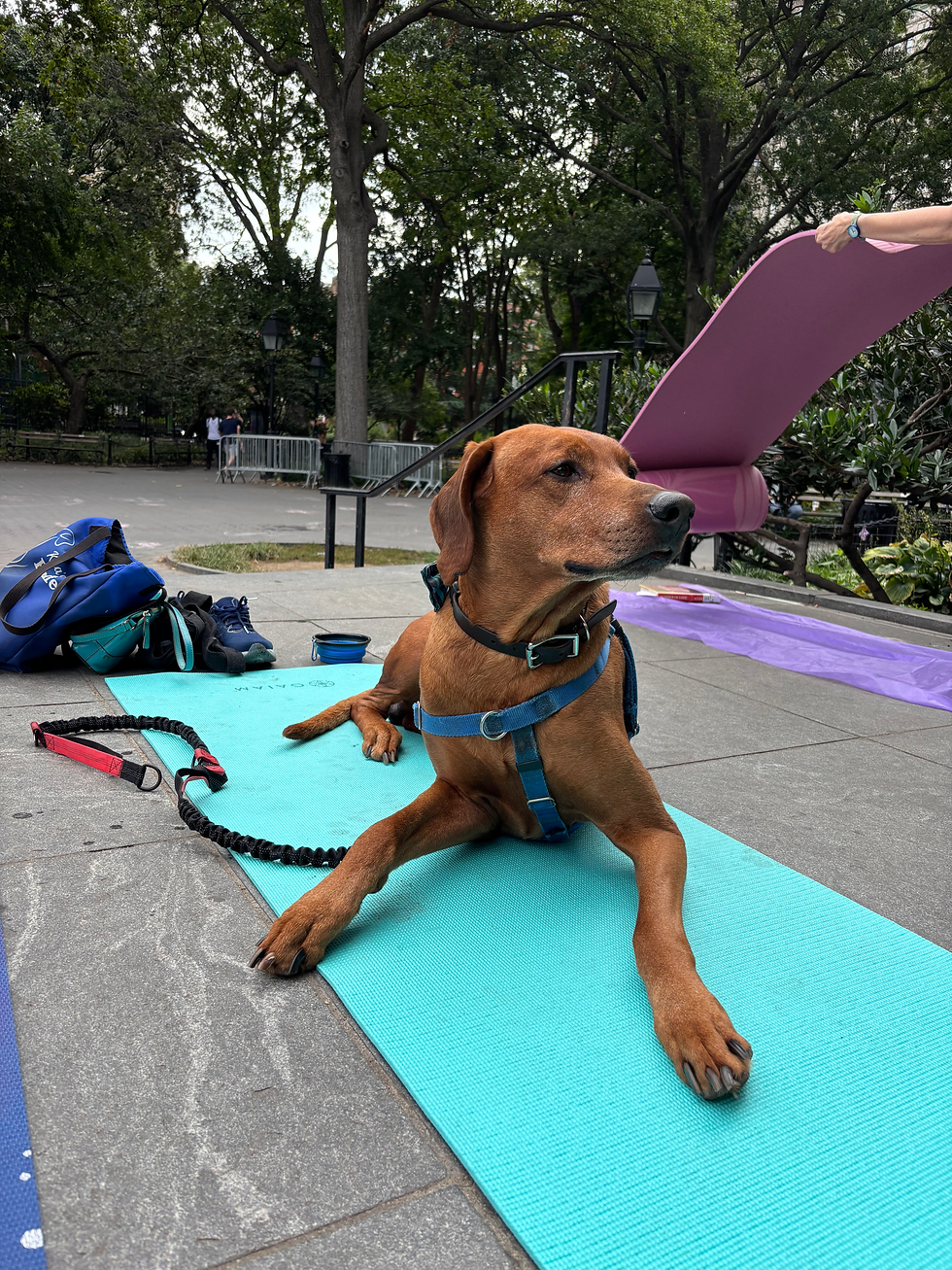 Koa, yoga at Washington Square Park NYC