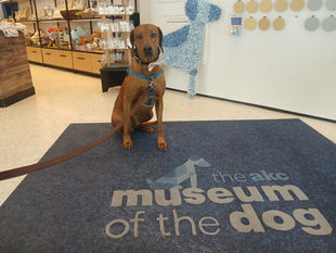 A Tail-Wagging Adventure: Visiting the AKC Museum of the Dog