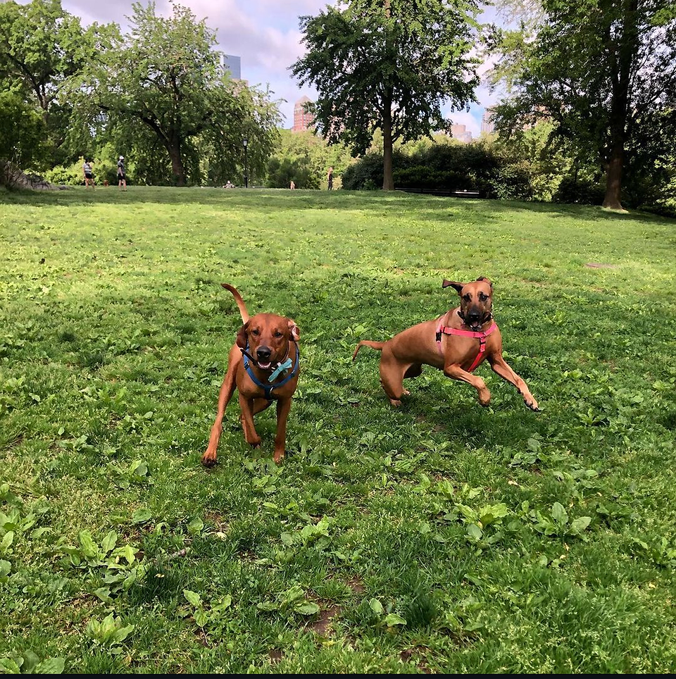 Koa and best friend Kai in Central Park