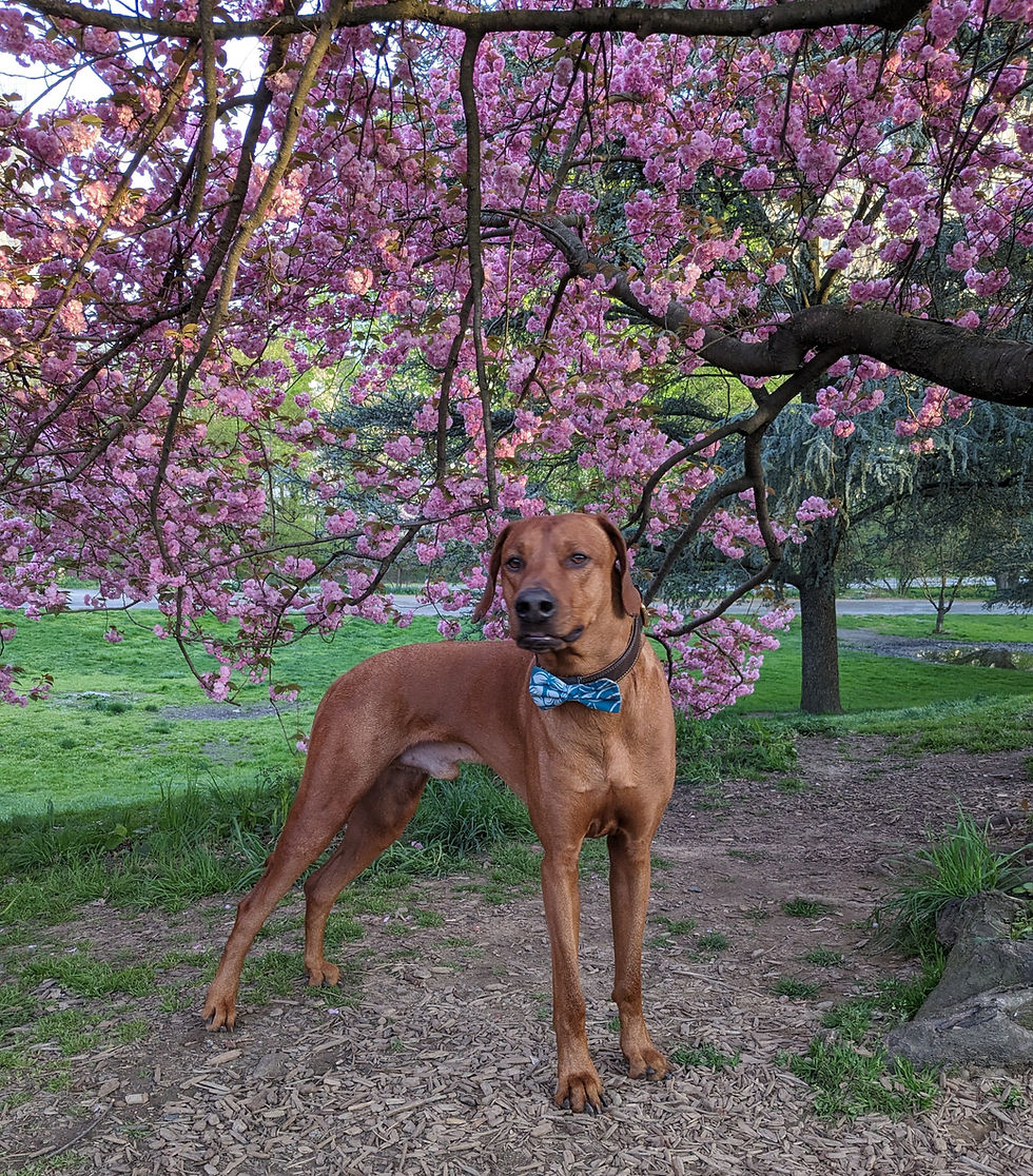 A brown dog with a blue bow tie stands under a tree with pink blossoms in a grassy park setting. The mood is calm and serene.