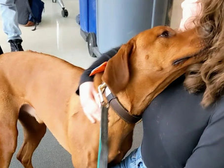 What Therapy Dogs Teach Us About Emotional Intelligence