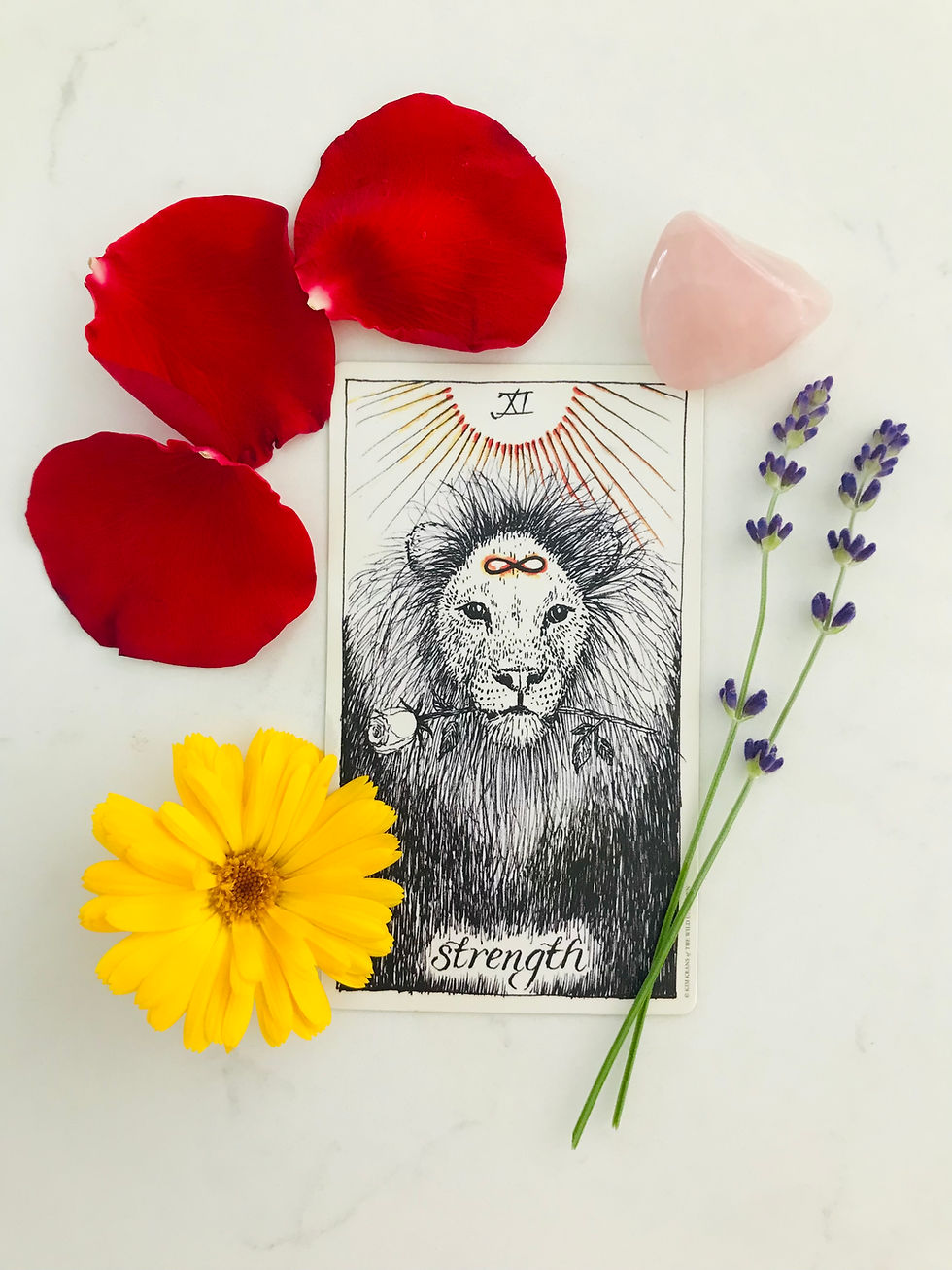 A Tarot card showing a black and white illustration of a lion holding a rose in its mouth and the word "strength" at the bottom is shown surrounded by flowers against a white background. The lion has an infinity symbol on its forehead and above it is the Roman numeral XI in the sun.