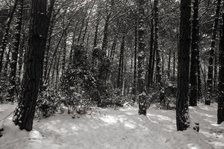 oyku-cataltepe-karasu-black-white-analog-photo-winter-forest-istanbul-2025-53.jpg