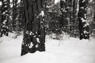 oyku-cataltepe-karasu-black-white-analog-photo-winter-forest-istanbul-2025-25.jpg