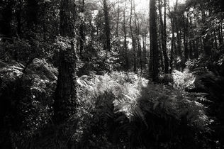 oyku-cataltepe-karasu-black-white-analog-photo-autumn-forest-istanbul-2025-5.jpg