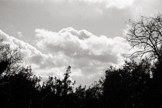 oyku-cataltepe-karasu-black-white-analog-photo-winter-forest-istanbul-2025-62.jpg