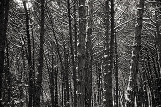 oyku-cataltepe-karasu-black-white-analog-photo-winter-forest-istanbul-2025-7.jpg