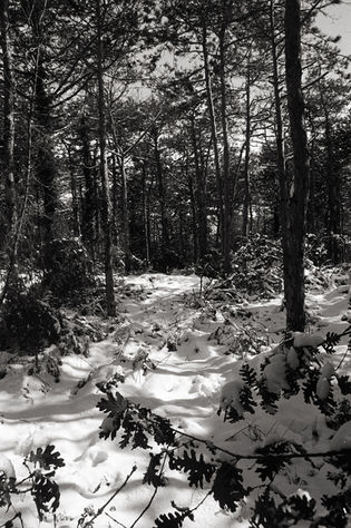 oyku-cataltepe-karasu-black-white-analog-photo-winter-forest-istanbul-2025-51.jpg