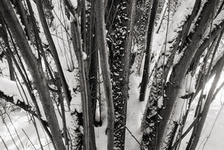 oyku-cataltepe-karasu-black-white-analog-photo-winter-forest-istanbul-2025-54.jpg
