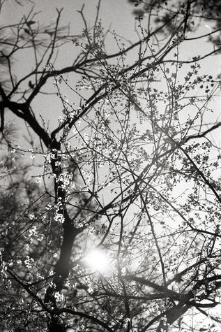 oyku-cataltepe-karasu-black-white-analog-photo-spring-forest-istanbul-2025-42.jpg