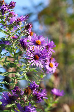 Mj Alejandro_full bloom4.jpg