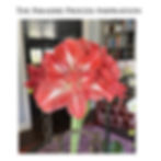 Paradise Process Debbie's Amaryllis2