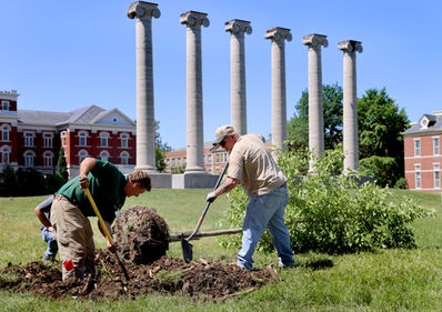  MU continues planting white oaks at Francis Quadrangle