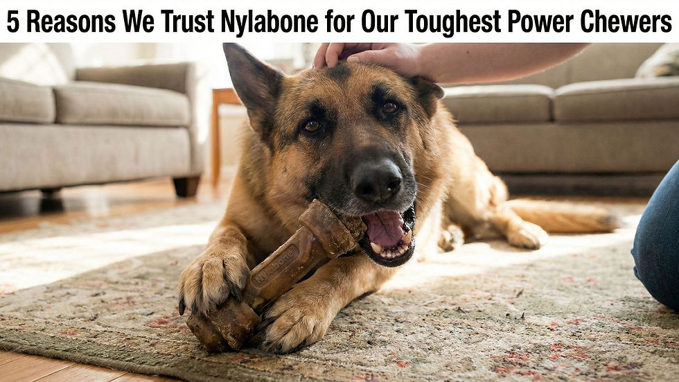 5 Reasons We Trust Nylabone for Our Toughest Power Chewers
