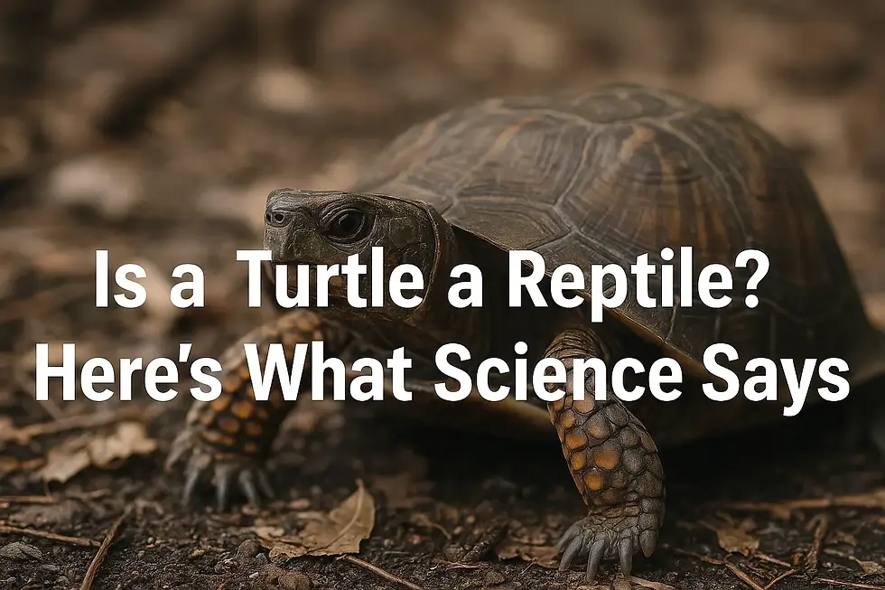Is a Turtle a Reptile