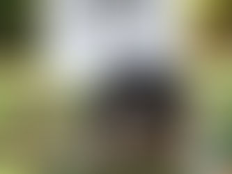 Do Nylabone Dog Toys Last Longer? A Real-World Chewing Test 