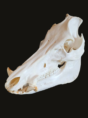 boar pig moose euro european mount taxidermy professional artistry