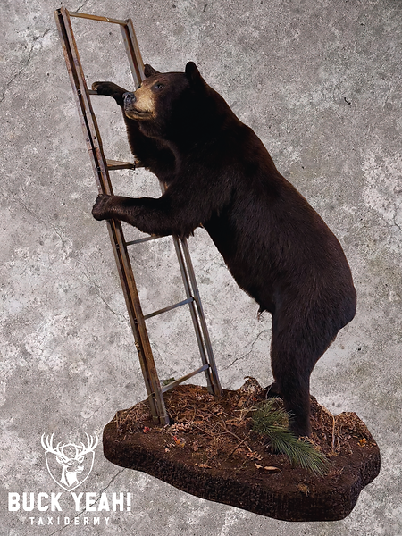 Taxidermy life-size black bear mount standing on custom habitat with a custom pose, michigan black bear, canadian black bear