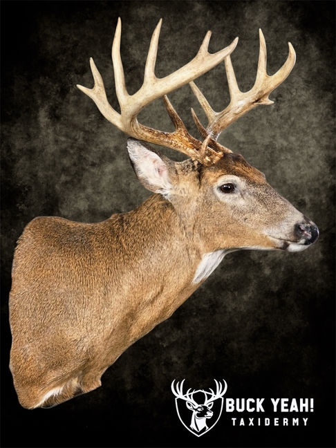 whitetail deer buck mount pedestal artistry habitat taxidermy custom