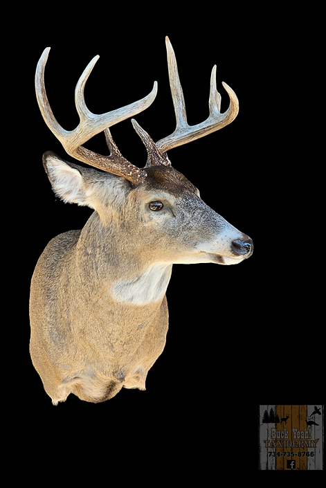 taxidermy artistry whitetail deer buck mount north american deer species michigan ohio indiana