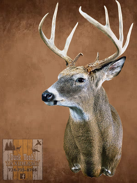 whitetail deer buck taxidermy mount midwest southeast michigan and northwest ohio