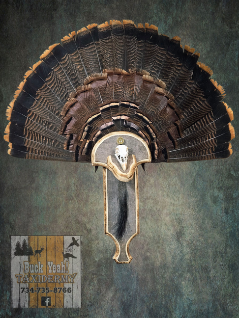 turkey fan mount taxidermy mount