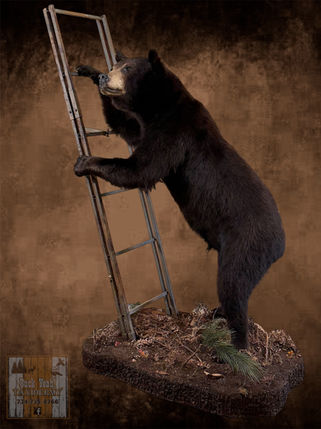 black bear brown bear life-size mount pedestal artistry habitat taxidermy custom