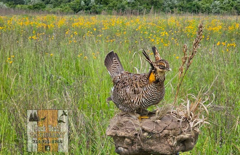 quail grouse pheasant taxidermy mount life-size artistry craftsmanship flying landing flushing taxidermist
