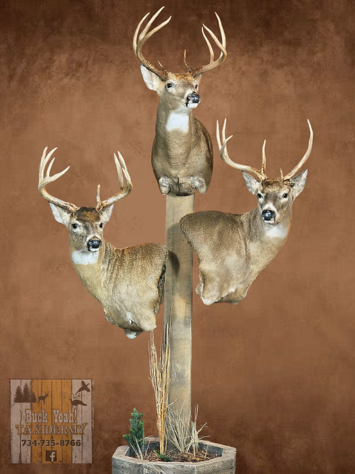 whitetail deer buck taxidermy mount midwest southeast michigan and northwest ohio