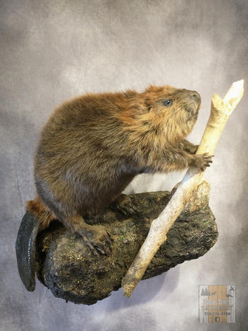 beaver life-size mount pedestal artistry habitat taxidermy custom