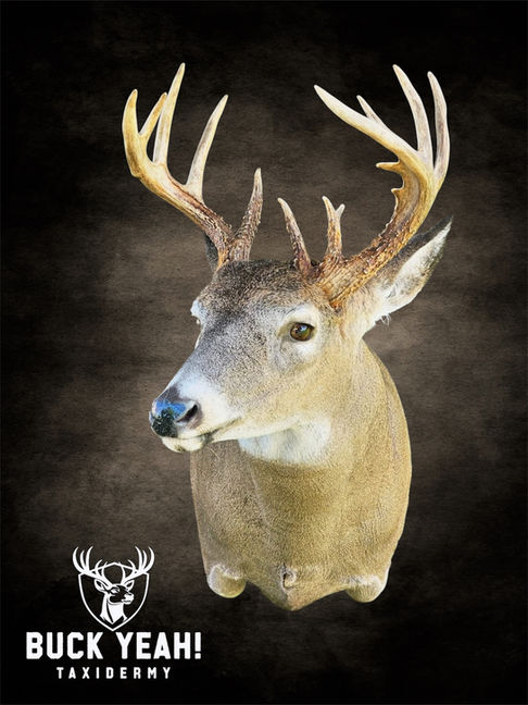 whitetail deer buck mount pedestal artistry habitat taxidermy custom