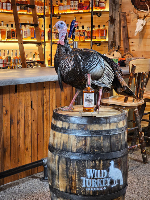 turkey lifesize tom taxidermy custom habitat mount custom habitat artistry one of a kind