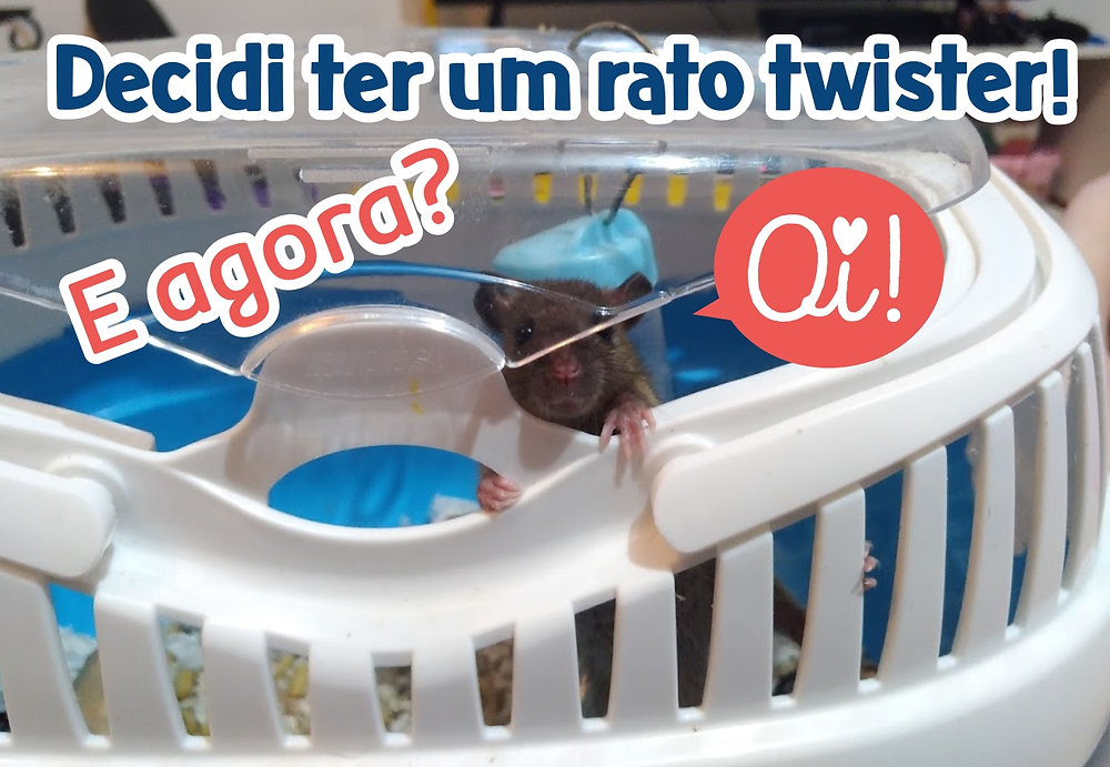 Rato twister doente: como identificar e ajudar - Blog Seres