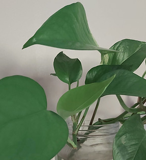 Clinic Plant