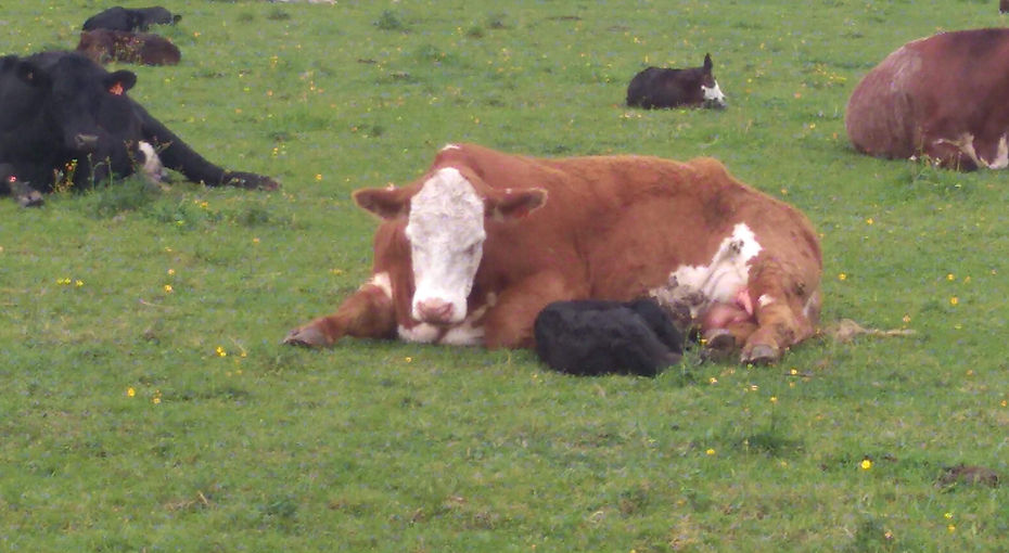 Cow and calf.jpg
