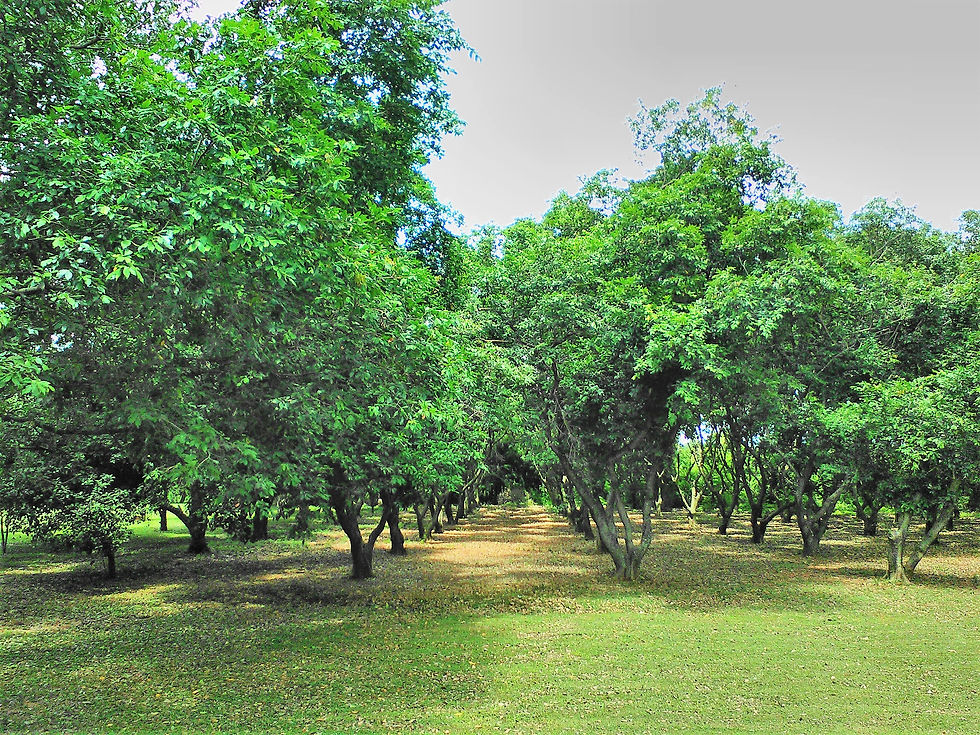 Patio posterior