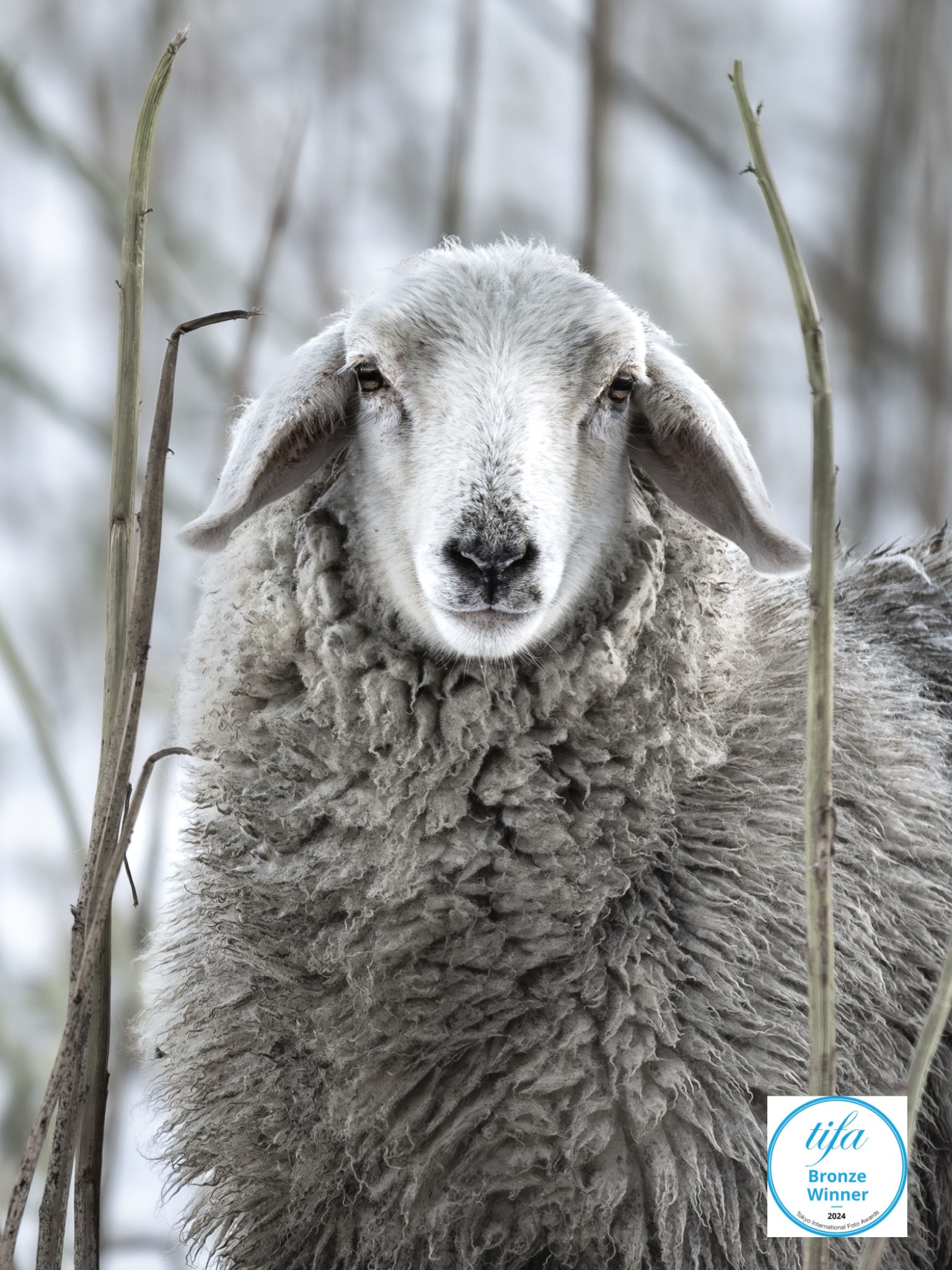 Wandbild "Sweet Molly"