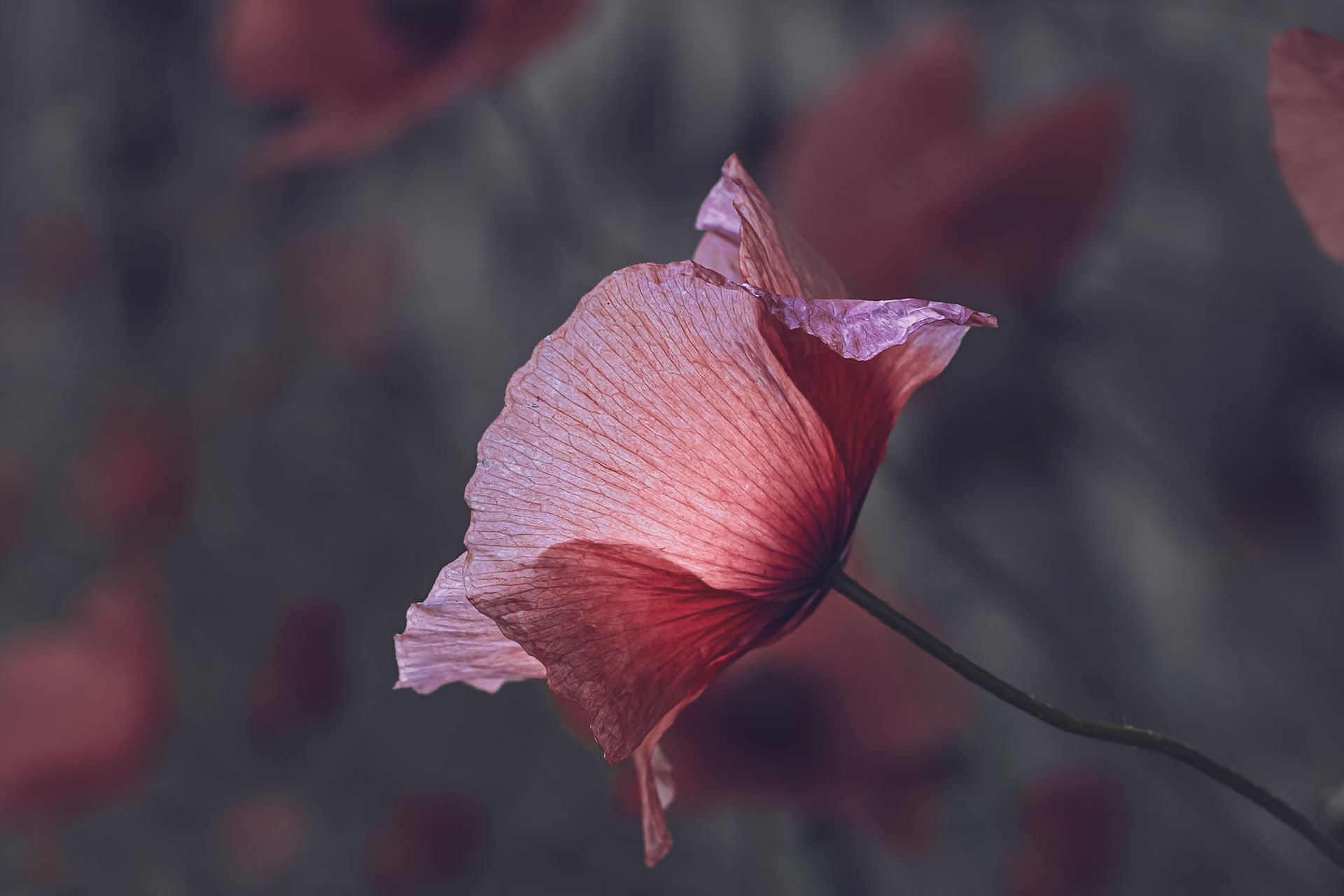 Chiffon Dreams