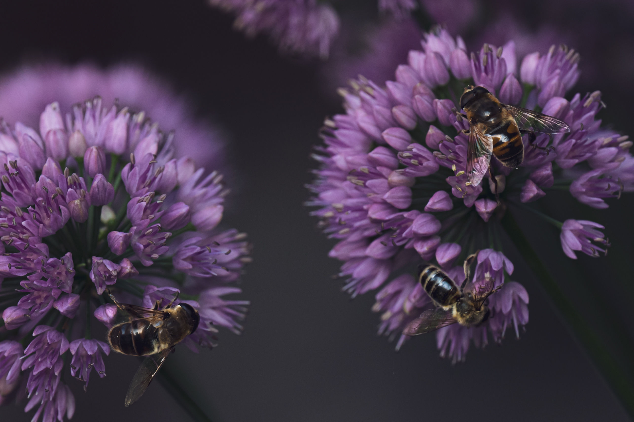 Wandbild „Bienentanz“