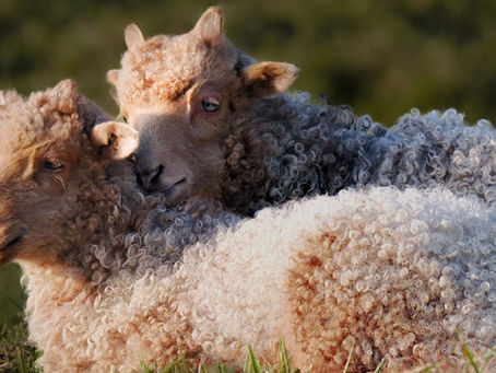 Zackelschafe - Weisse Pullöverchen Part II