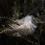 Miniaturbild: Feather Embrace