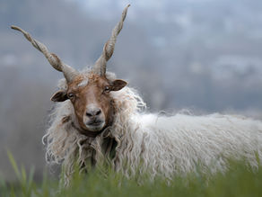 Zackelschafe - Jetzt kommt das Fell weg Part III