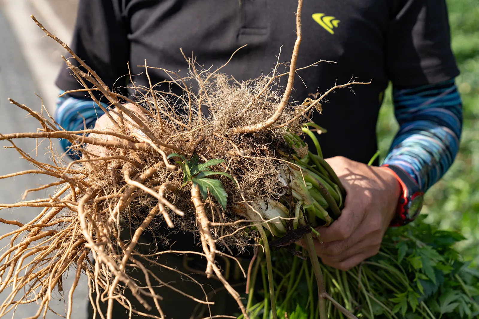 セリ科多年草・トウキ（当帰）の主に根を乾燥させた生薬-トウキ