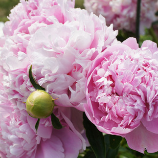 シャクヤク(芍薬)の根を乾燥させた生薬-シャクヤク(芍薬)