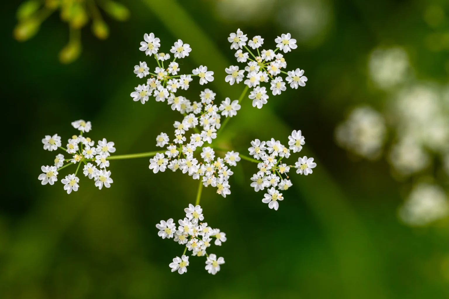 セリ科ウイキョウ属の多年草の果実を乾燥させた生薬-ウイキョウ(フェンネル)