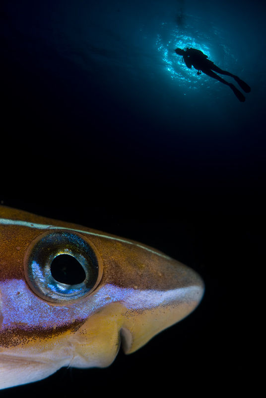 DBBlenny