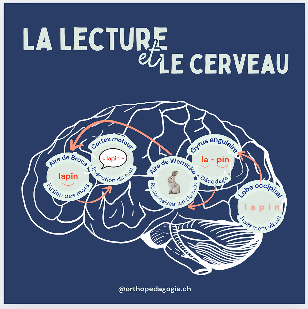 Le cerveau et la lecture