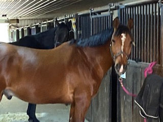 Thumbnail: Neigh and Slay Detangler