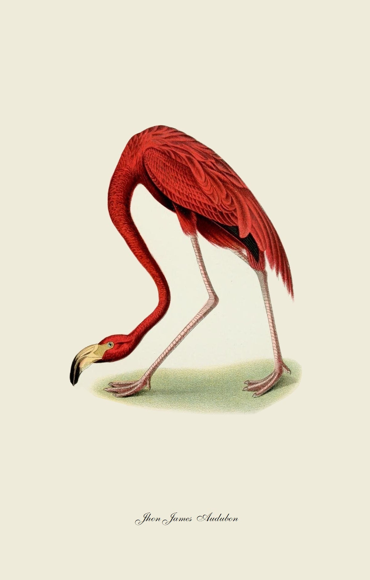 Flamingo