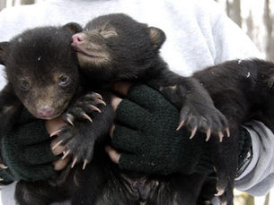 You Could Get Paid To Cuddle Bear Cubs